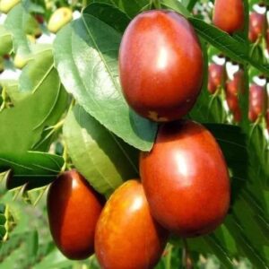 Elantha Plant