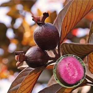 Beetroot Guava plant