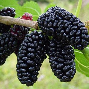 Mulberry Plant