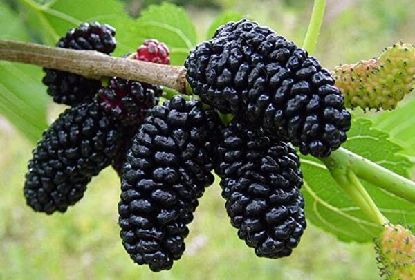 Mulberry Plant