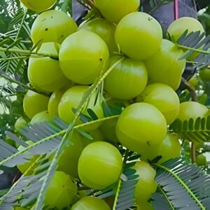 Nelli plant