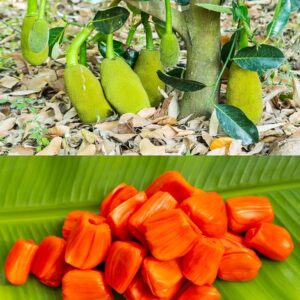 Jackfruit (Red)
