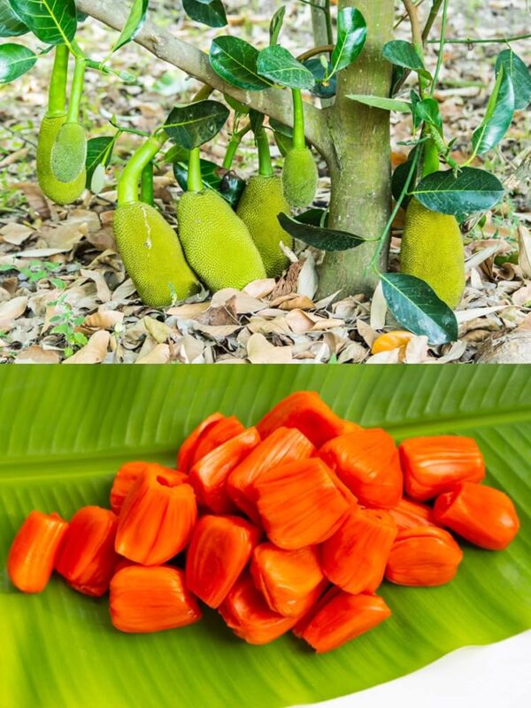 Jackfruit (Red)