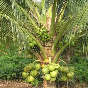 A நக்குவாரி (குட்டை)