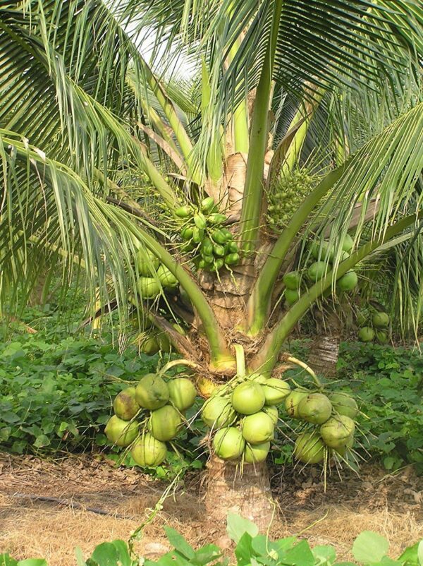 A நக்குவாரி (குட்டை)