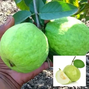 L 49 Guava