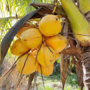 A மலேசியன் மஞ்சள் (குட்டை)