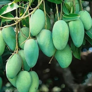 All Season Mango