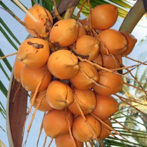 A மலேசியன் ஆரஞ்சு (குட்டை)