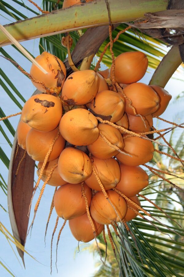 A மலேசியன் ஆரஞ்சு (குட்டை)