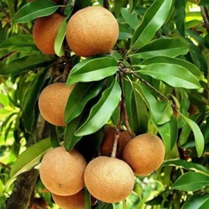 Ball Sapota