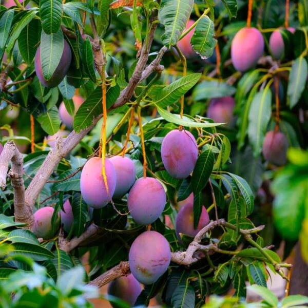 Miyazaki Mango