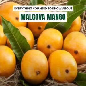 Malgova Mango