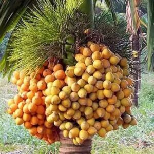 Pakku (Mangala)