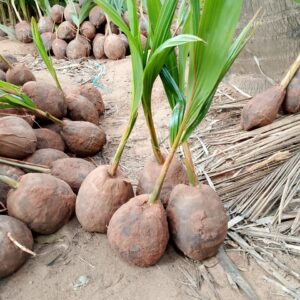 A குட்டை×நெட்டை