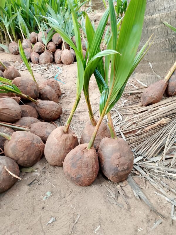 A குட்டை×நெட்டை