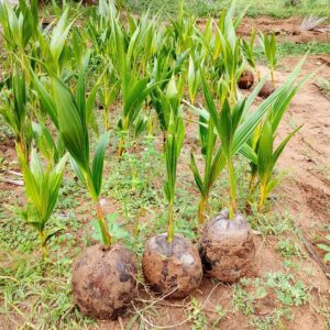 A Java Coconut Plant
