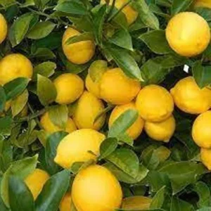 Lemon (Balaji)