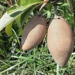 Sapota Plant