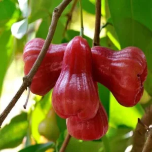 Watter Apple Red