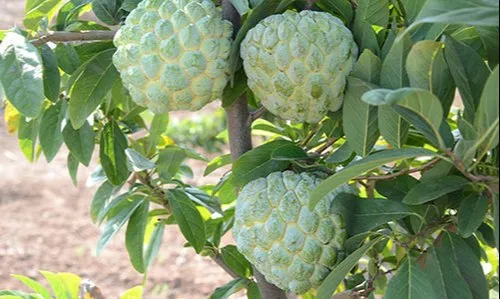Seetha Plant (Green)